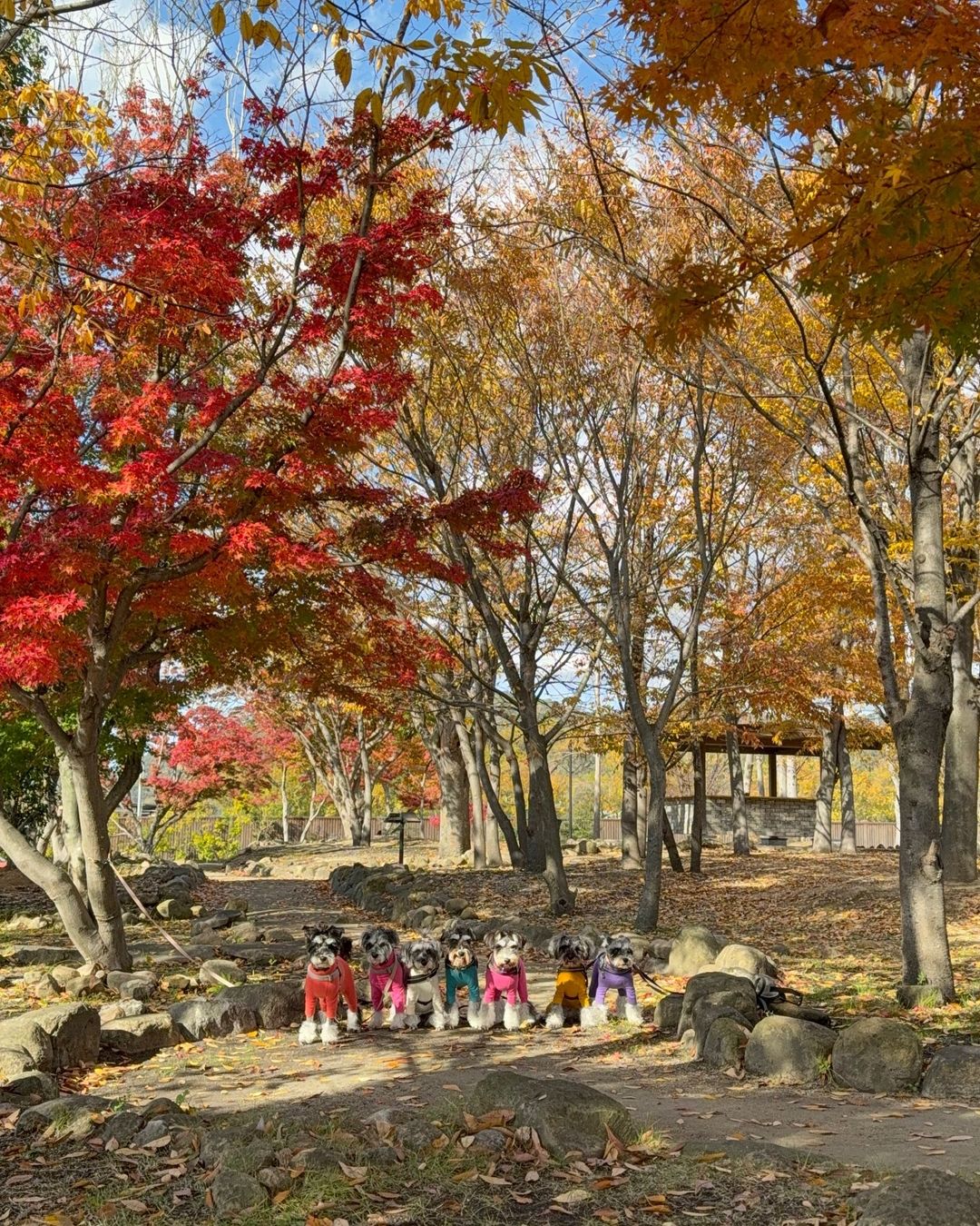 マテラの森秋の公園
