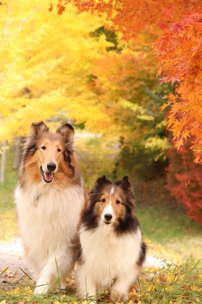 マテラの森賞 受賞作品