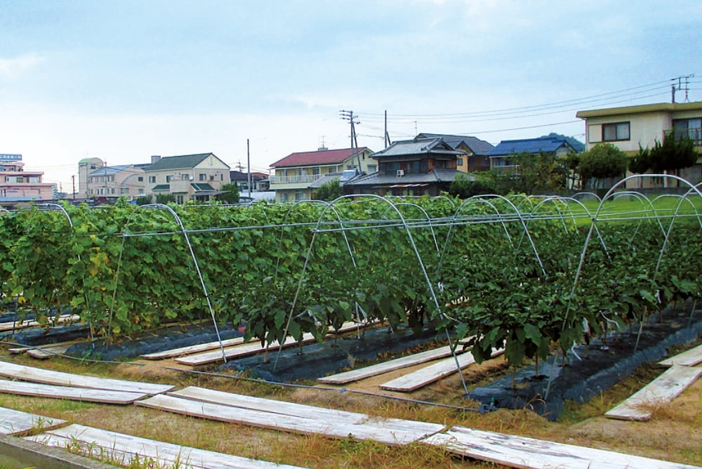アグリ事業部 トマトの写真