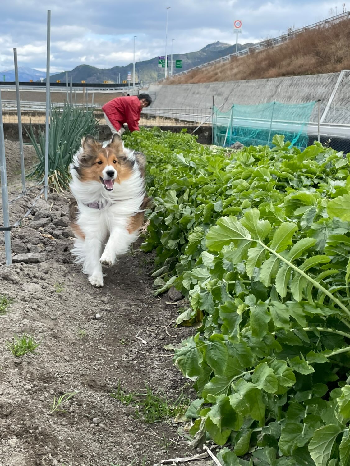 らん